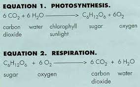 During cellular respiration one glucose molecule combines with six oxygen molecules to produce 38 units of atp. Spice Of Lyfe Chemical Equation For Cellular Respiration Identifying The Reactants And Products
