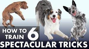 6 impressive dog tricks that are easier