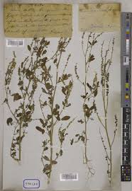Melilotus altissimus Thuill. | Plants of the World Online | Kew Science
