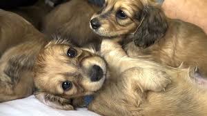 cream long haired dachshund puppies 5