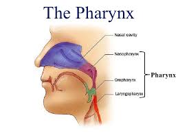 Image result for pharynx digestive system