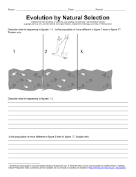 What ostrich will natural selection select against? Evolution By Natural Selection Worksheet