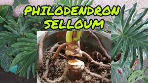 how to propagate philodendron selloum