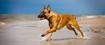 He is a hardy dog, accustomed to living outdoors with a coat built to resist the damp belgian climate. Belgian Malinois All About Dogs Orvis