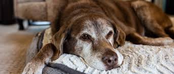 how-old-is-the-oldest-dog