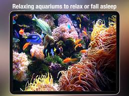 aquarium live real fish tank on the