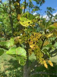 yellowing leaves on pear trees