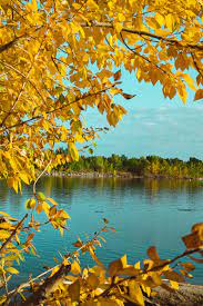 Природа осень обои на телефон - 143142 скачать картинку озеро, природа,  осень, ветки, деревья - обои и заст... redka.com.ua