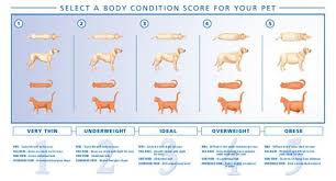 Body Condition Chart