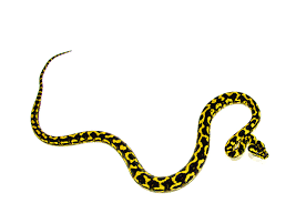 jungle carpet python yearling female 2