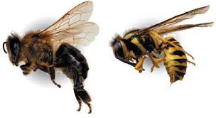 Bee Identification Texas Apiary Inspection Service Tais