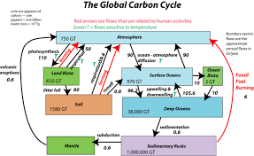 carbon cycle from a systems perspective