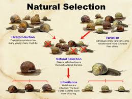 The great diversity of organisms is the result. Topic 5 2 Natural Selection Amazing World Of Science With Mr Green