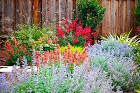 Belmont Drought Tolerant Cottage Garden