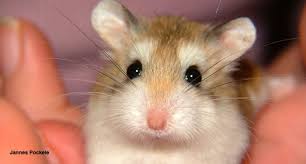 RÃ©sultat de recherche d'images pour "hamster"