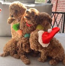 toy poodles the cutest puppies