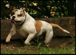 Johnson of summerville, georgia, the american bulldog exists today. Braveheartbulldogs