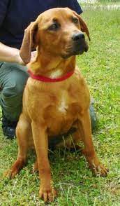 They decided the foxhounds weren't efficient enough, so they were crossed with a bloodhound and later on with an. Redbone Coonhound Lab Pitbull Mix Petfinder