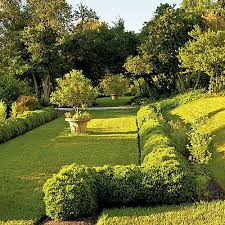 Best Boxwoods For Every Landscape And