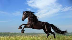 horse jump jump black horse s
