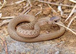 Estimate the length of the snake from mouth to tip of its tail. Facts About Brown Snakes Live Science