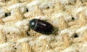 q a black carpet beetles centipedes