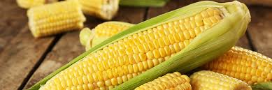 corn composition and nutritional