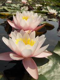 Address, phone number, lilypons water gardens reviews: How To Winterize Waterlilies Diy
