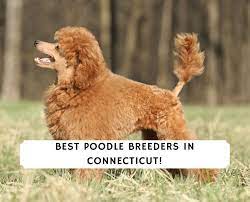 5 best poodle breeders in connecticut