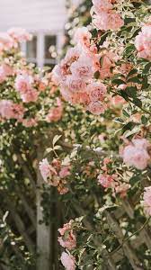 aesthetic vintage pink rose