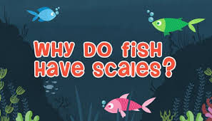 why do fish have scales biology for