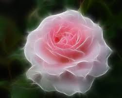 beautiful rose rose flower nature