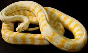 snow carpet python breeder