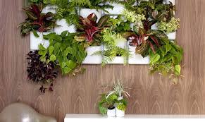 diy living walls kits for green living