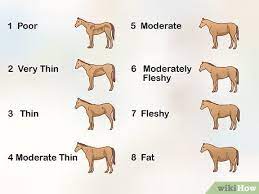 how to fatten up a horse 11 steps