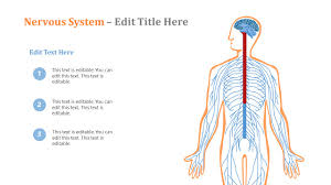 Nervous system diagram to basically show you about the detail of a nervous system in a living organism. Human Nervous System Powerpoint Diagram Slidemodel