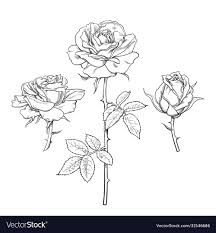 rose flower set hand drawn realistic