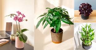 12 Lucky Plants For Home To Bring Good