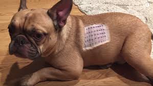 French Bulldog Food Allergies And How To Cure Them Happy