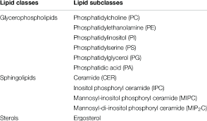 subcles of lipids in s cerevisiae