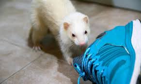 easy to make diy ferret toys and