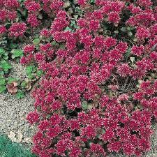 red carpet sedum seeds perennial