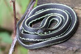 garter snakes the good the bad and