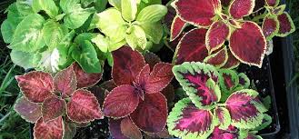 bedding plants for shade and sun at