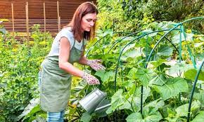 Complete Guide To Kitchen Gardening In
