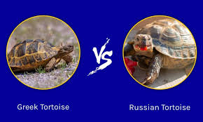 Greek Tortoise Vs Russian Tortoise