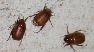 Image result for june bugs