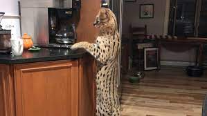 The serval (leptailurus serval) is a wild cat native to africa. Spartacus The Serval Cat Found Safe After Escape From Home Keci