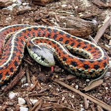 While garter snakes are completely harmless and i personally wouldn't worry about them, snakes dislike cedar. Garter Snakes San Juan Island National Historical Park U S National Park Service