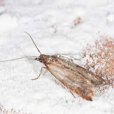 How To Get Rid Of Pantry Moths Planet